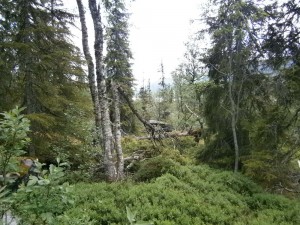 Skov ved Härbergsdalen